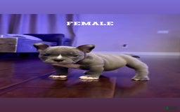 American Bully dogs for sale: Pretty Girl - Image 1