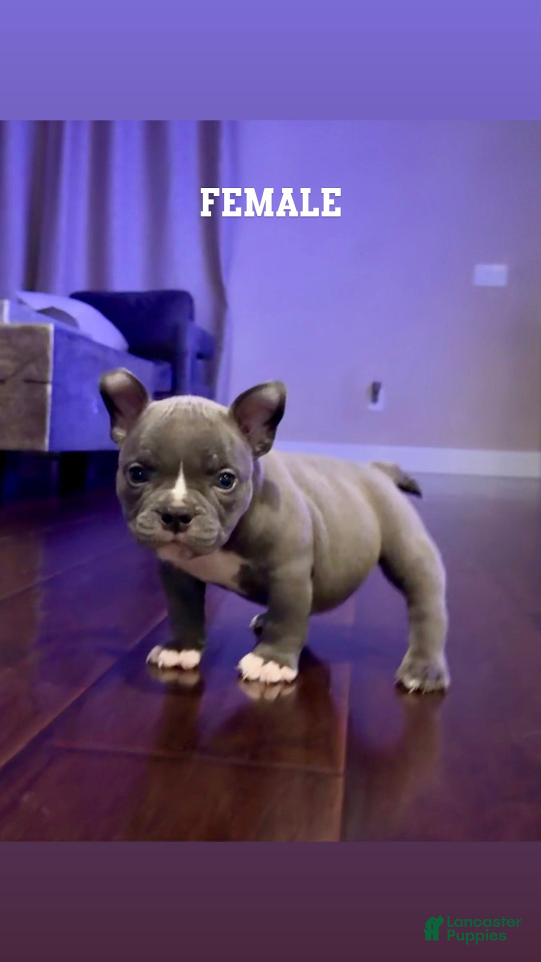 American Bully dogs for sale: Pretty Girl - Image 1