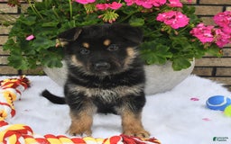 German Shepherd dogs for sale: Baxter - Image 5
