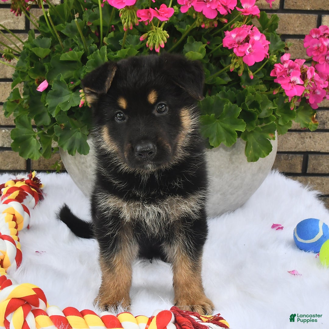 German Shepherd dogs for sale: Baxter - Image 5
