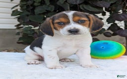 Beagle dogs for sale: Max - Image 14