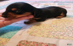 Miniature Dachshund dogs for sale: Perry - Image 9