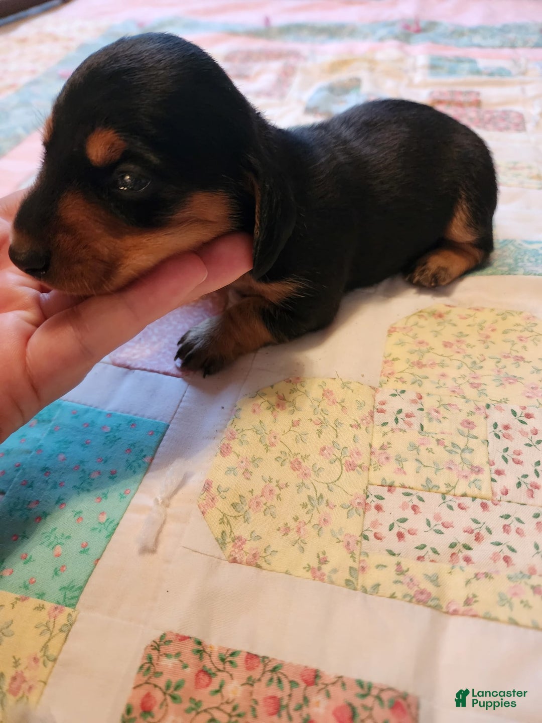 Miniature Dachshund dogs for sale: Perry - Image 9