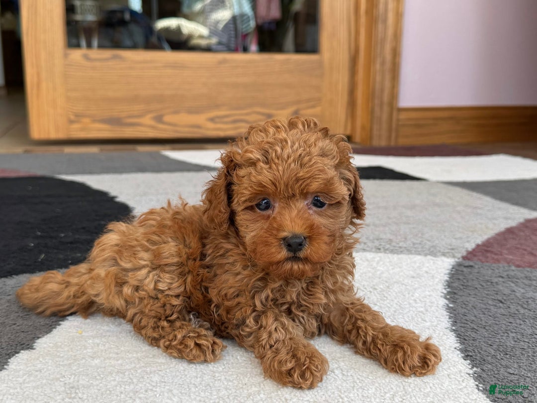 Maltipoo dogs for sale: Shanna - Image 1