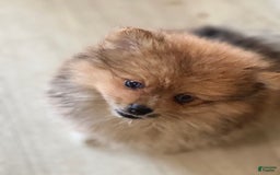 Pomeranian dogs for sale: Leo - Image 1