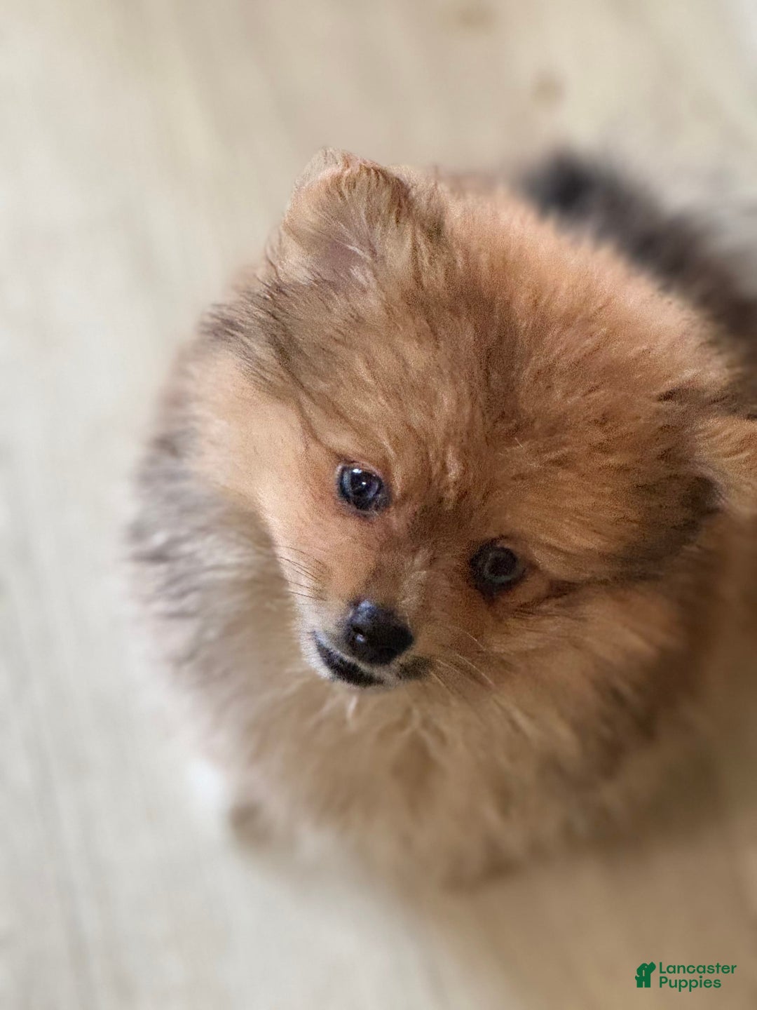 Pomeranian dogs for sale: Leo - Image 1