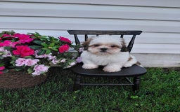 Shih Tzu dogs for sale: Fawn - Image 2