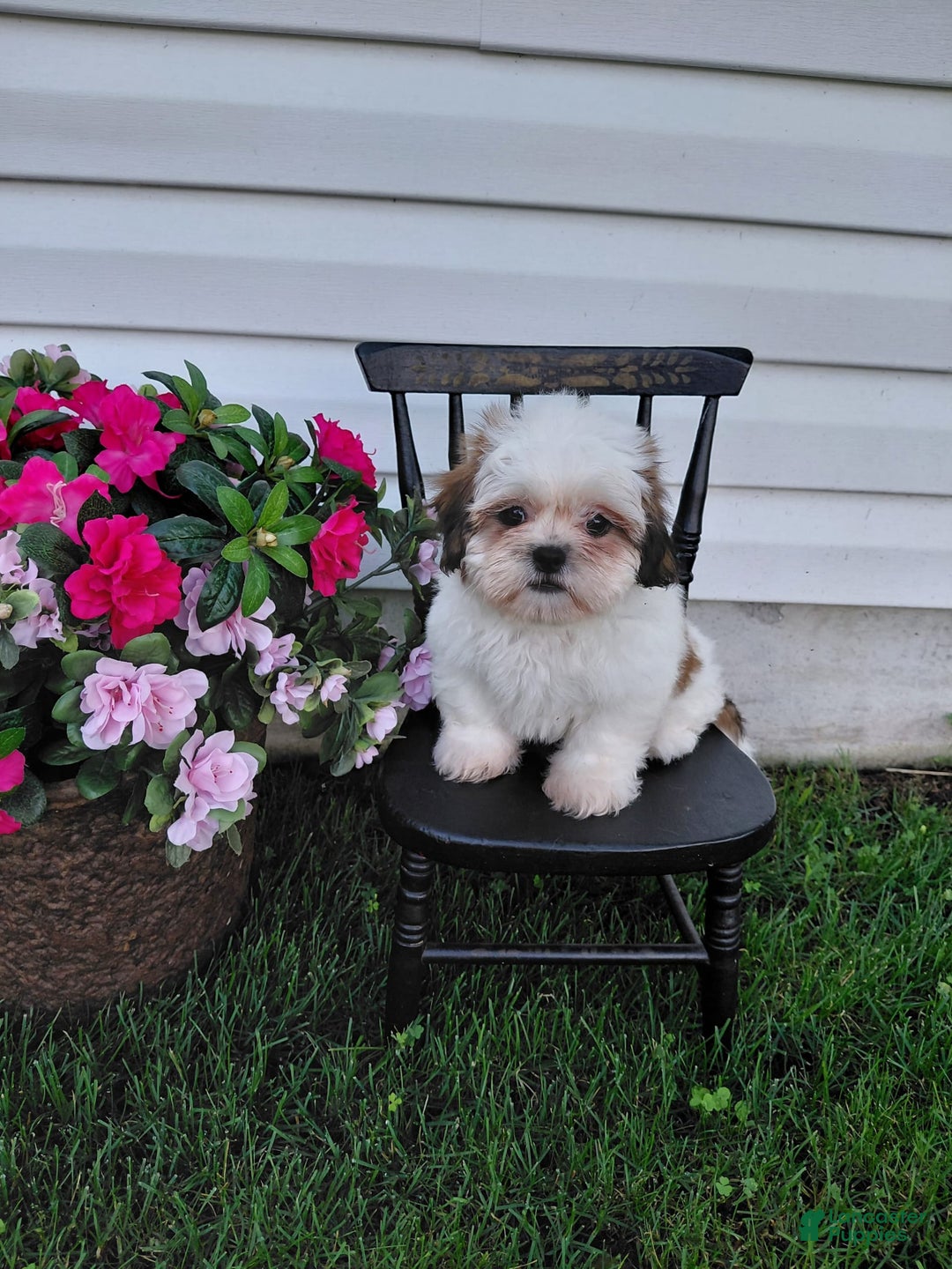 Shih Tzu dogs for sale: Fawn - Image 2