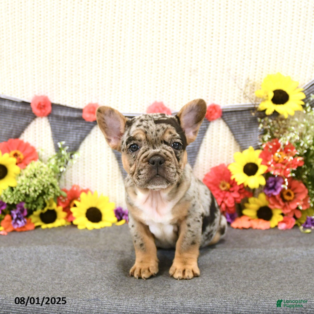 French Bulldog dogs for sale: Harper - Image 3