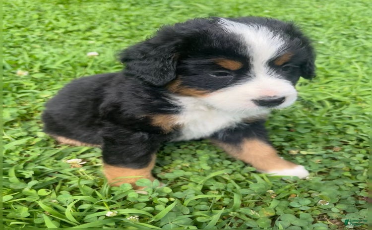 Bernese Mountain Dog dogs - Advert 9