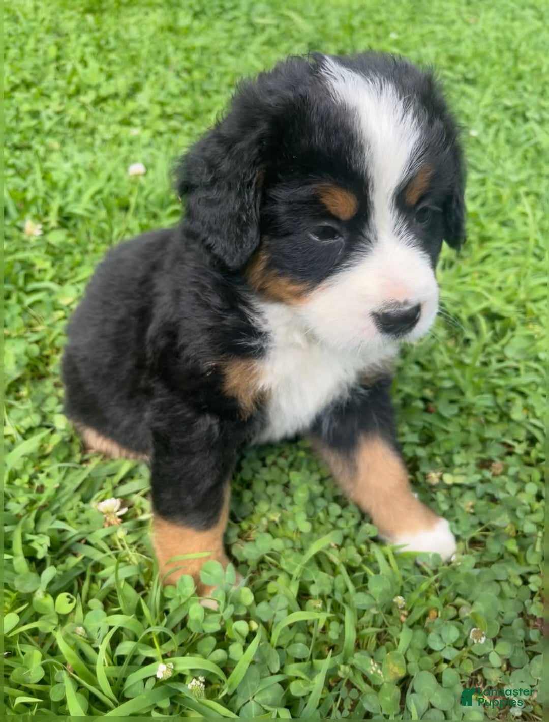 Bernese Mountain Dog dogs for sale: Purple Boy - Image 1