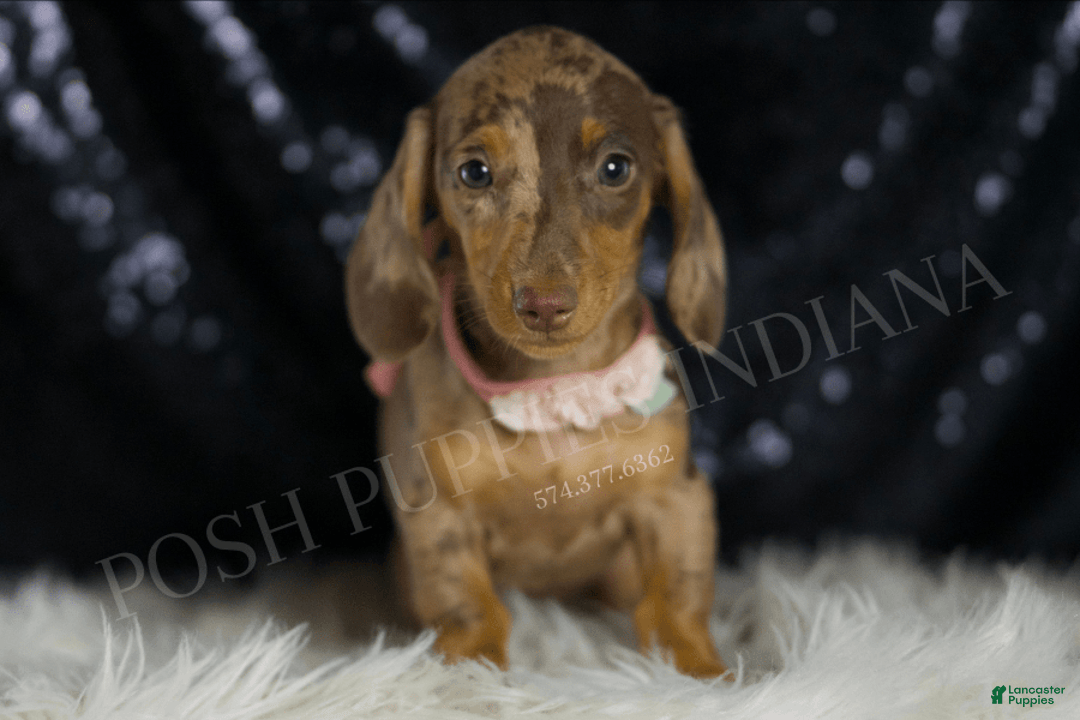 Miniature Dachshund dogs for sale: Karey - Image 4