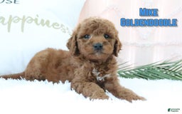 Goldendoodle dogs for sale: Mike - Image 1