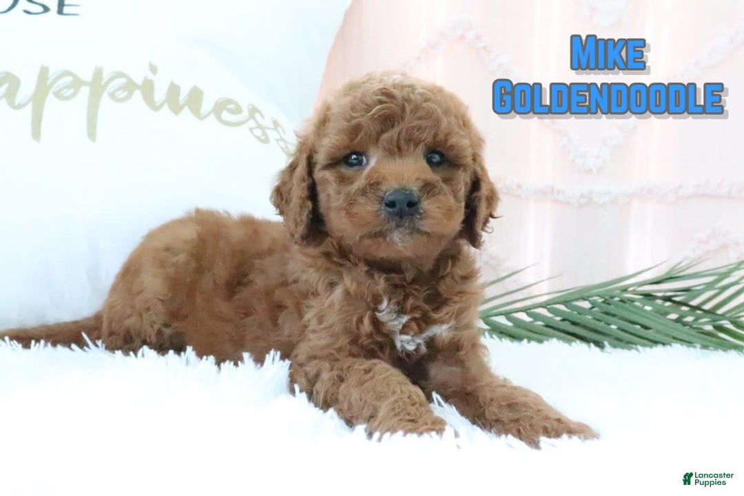 Goldendoodle dogs for sale: Mike - Image 1