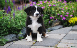 Australian Shepherd dogs for sale: Nova - Image 2