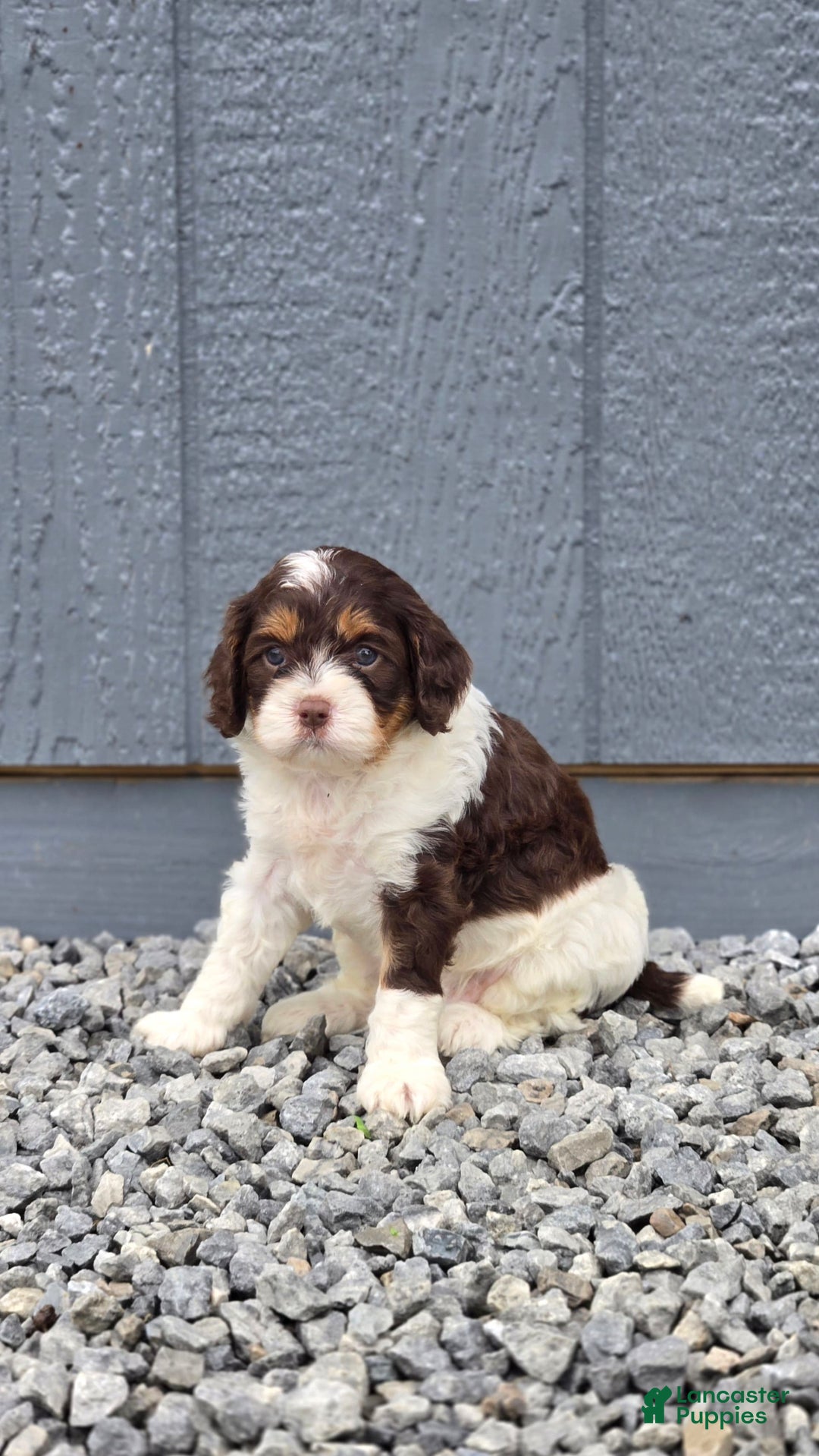 Cavapoo dogs for sale: Teddy - Image 2
