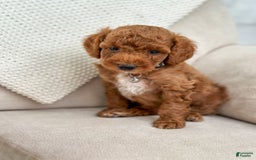 Mini Goldendoodle dogs for sale: Tide - Image 3
