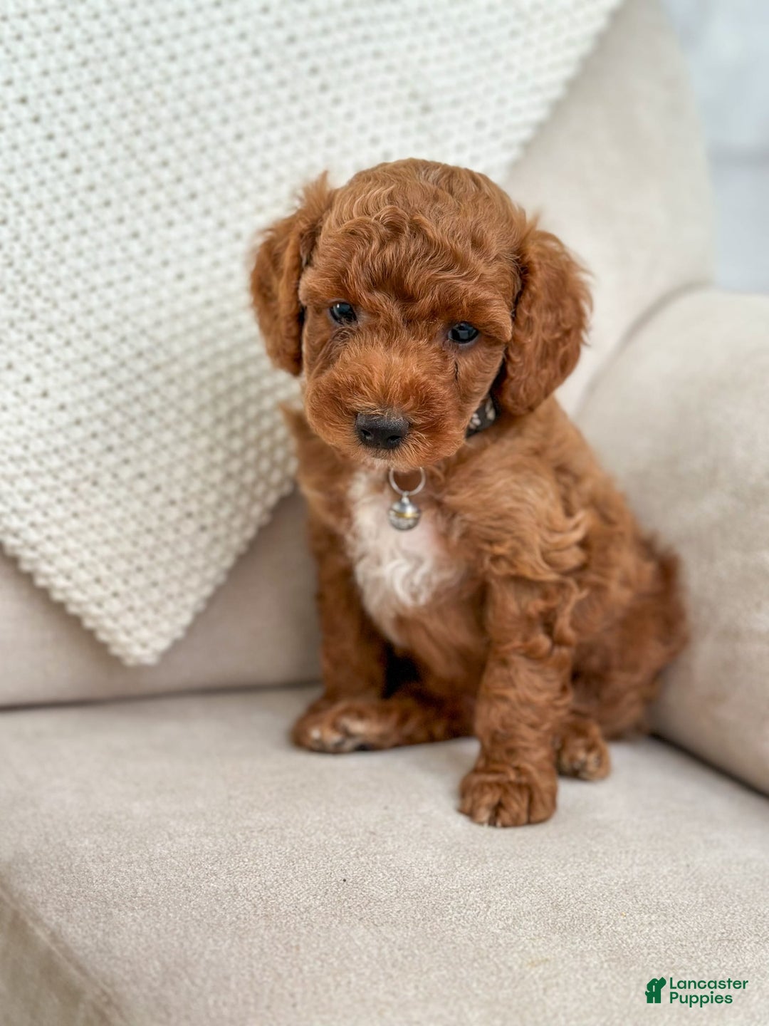 Mini Goldendoodle dogs for sale: Tide - Image 3
