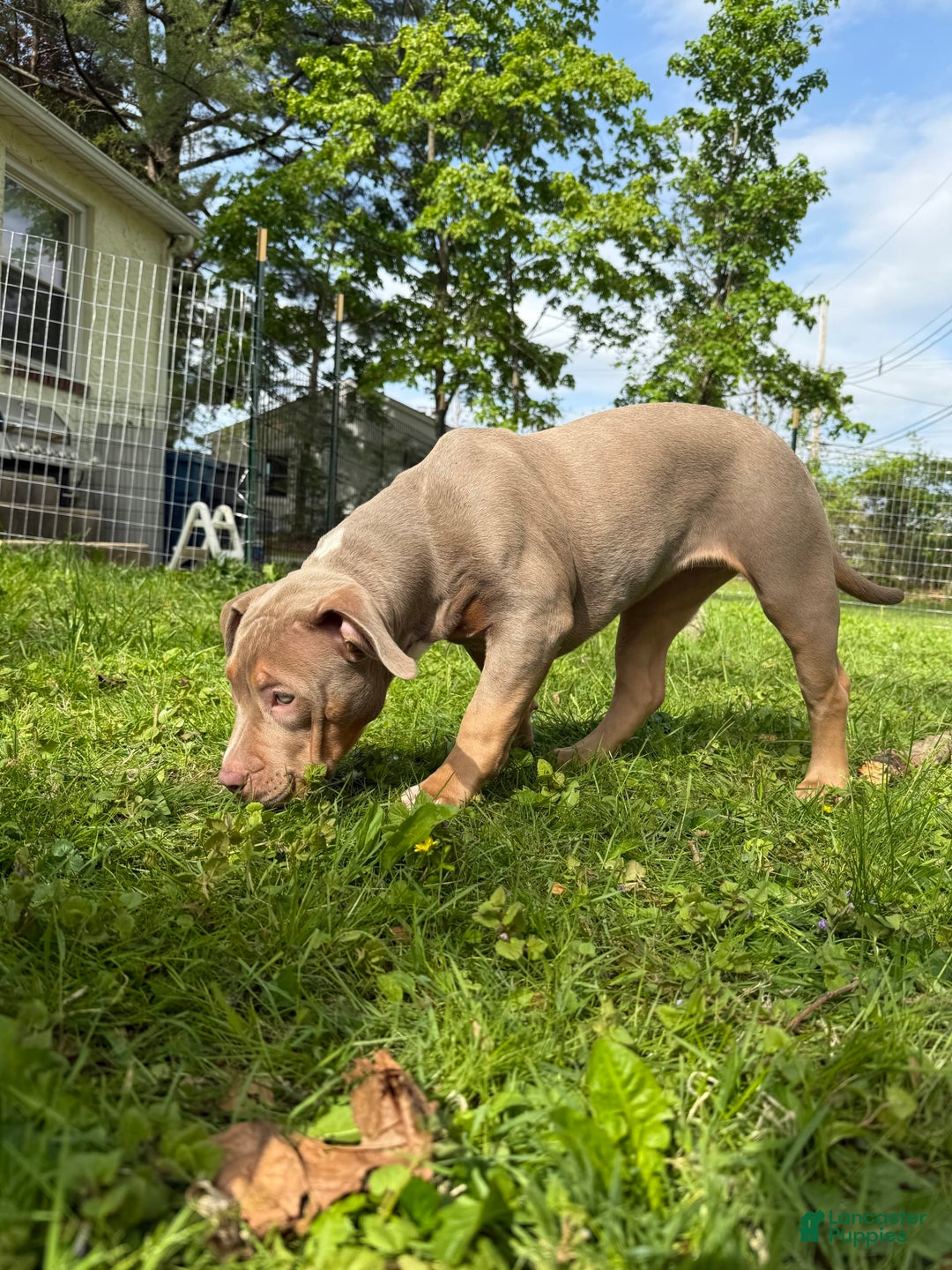 American Bully dogs for sale: Diamond - Image 1