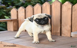 Pug dogs for sale: Pug 6 puppies - Image 3