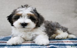 Mini Bernedoodle dogs for sale: Luke - Image 7