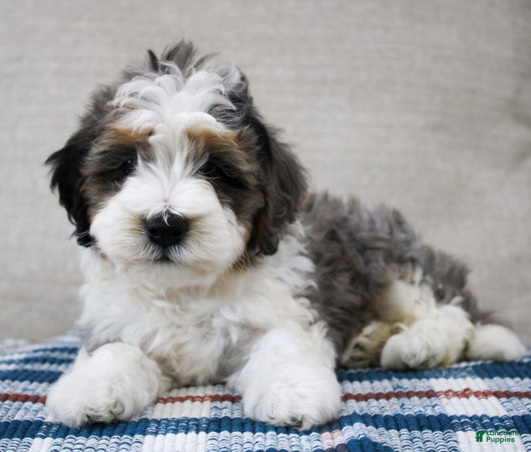 Mini Bernedoodle dogs for sale: Luke - Image 7
