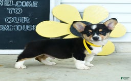 Welsh Corgi Pembroke dogs for sale: Moon - Image 4