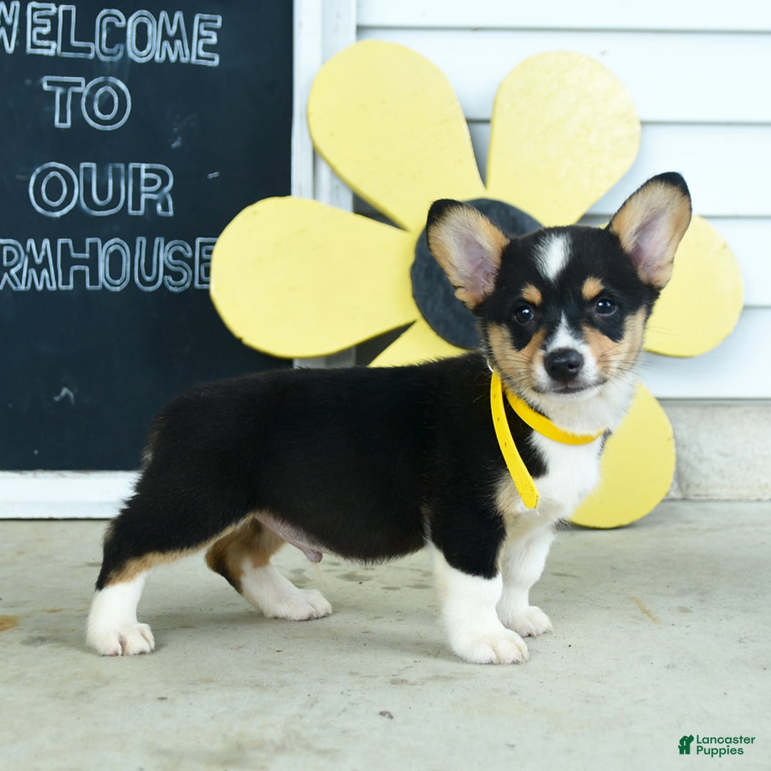 Welsh Corgi Pembroke dogs for sale: Moon - Image 4