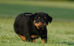 Rottweiler dogs for sale: Shadow - Image 1