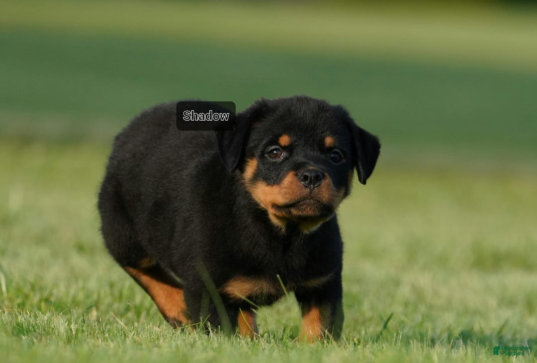 Rottweiler dogs for sale: Shadow - Image 1