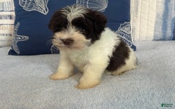 Miniature Schnauzer dogs for sale: Fancy Male 2 Akc Liver Parti - Image 2
