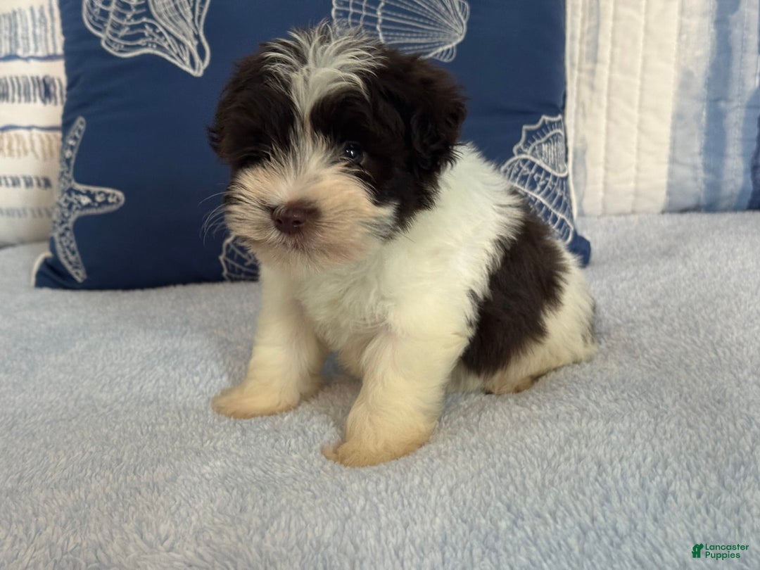 Miniature Schnauzer dogs for sale: Fancy Male 2 Akc Liver Parti - Image 2