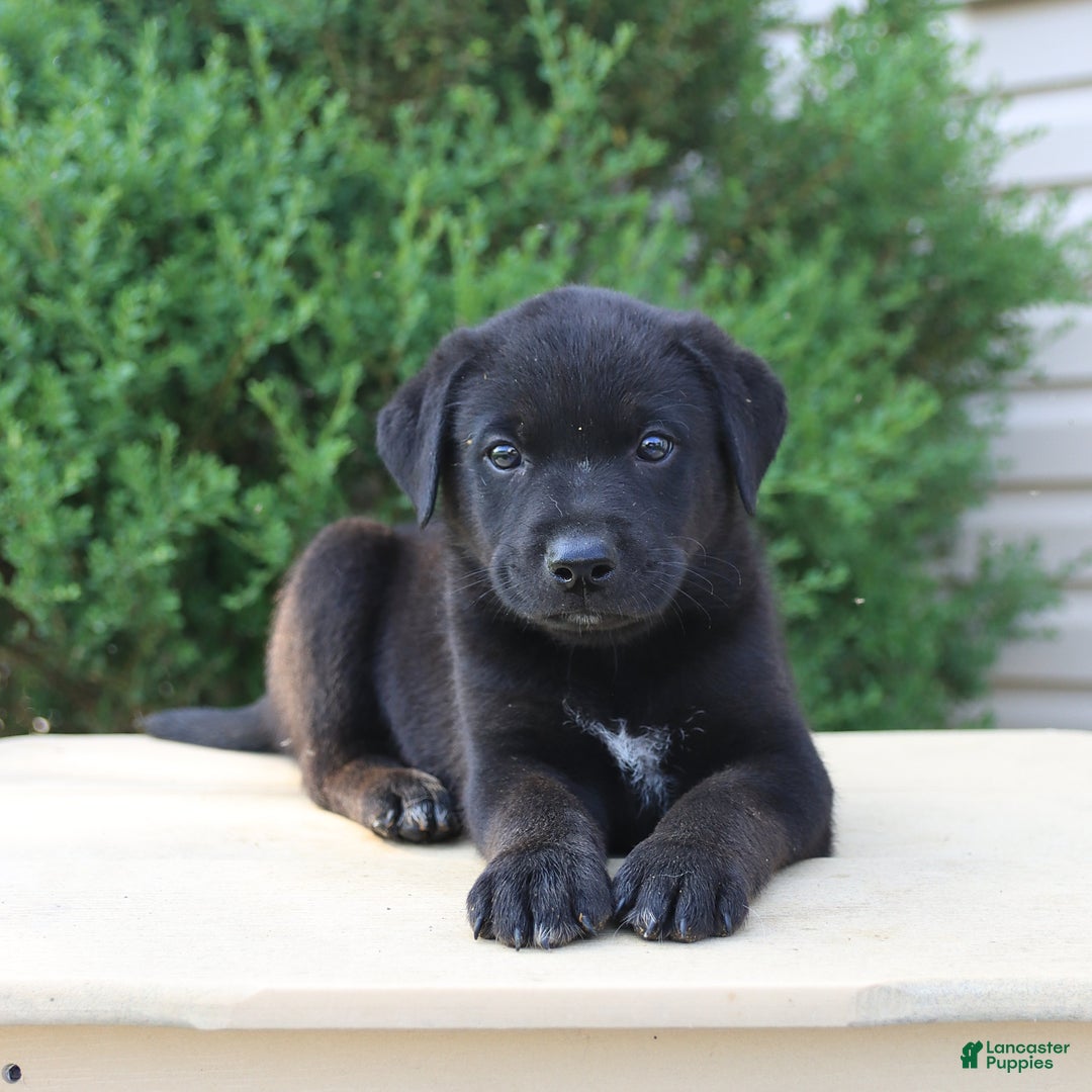 Labrador Retriever dogs for sale: Labrador Retriever 8 puppies - Image 7