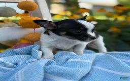Chihuahua dogs for sale: Chihuahua 3 puppies - Image 8