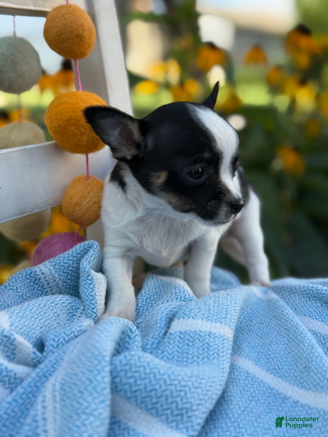 Chihuahua dogs for sale: Chihuahua 3 puppies - Image 8