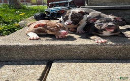 American Bully dogs for sale: Bear - Image 6