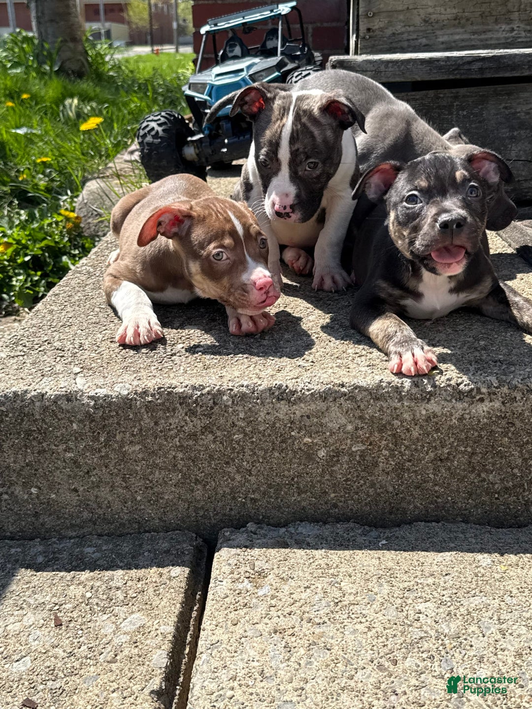 American Bully dogs for sale: Bear - Image 6