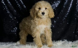 Mini Goldendoodle dogs for sale: Chevy - Image 5