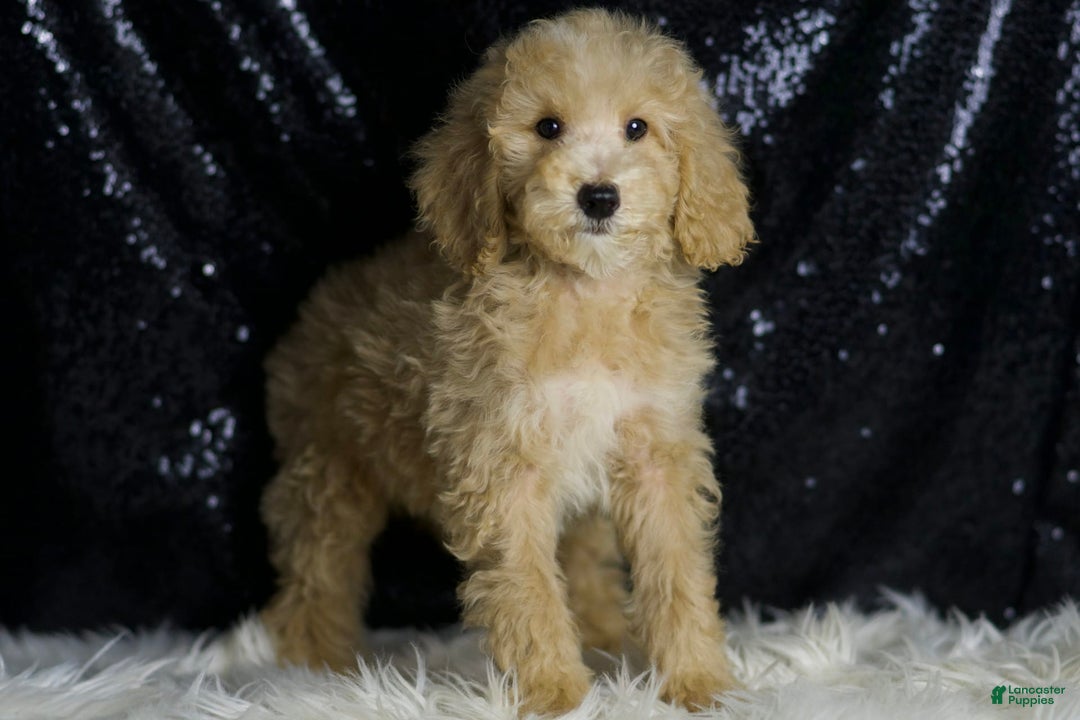 Mini Goldendoodle dogs for sale: Chevy - Image 5