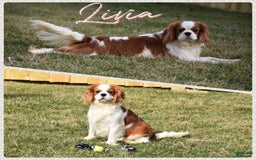 Cavalier King Charles Spaniel dogs for sale: Tarrace - Image 8