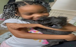 Shih Tzu dogs for sale: Pretty Girl - Image 4