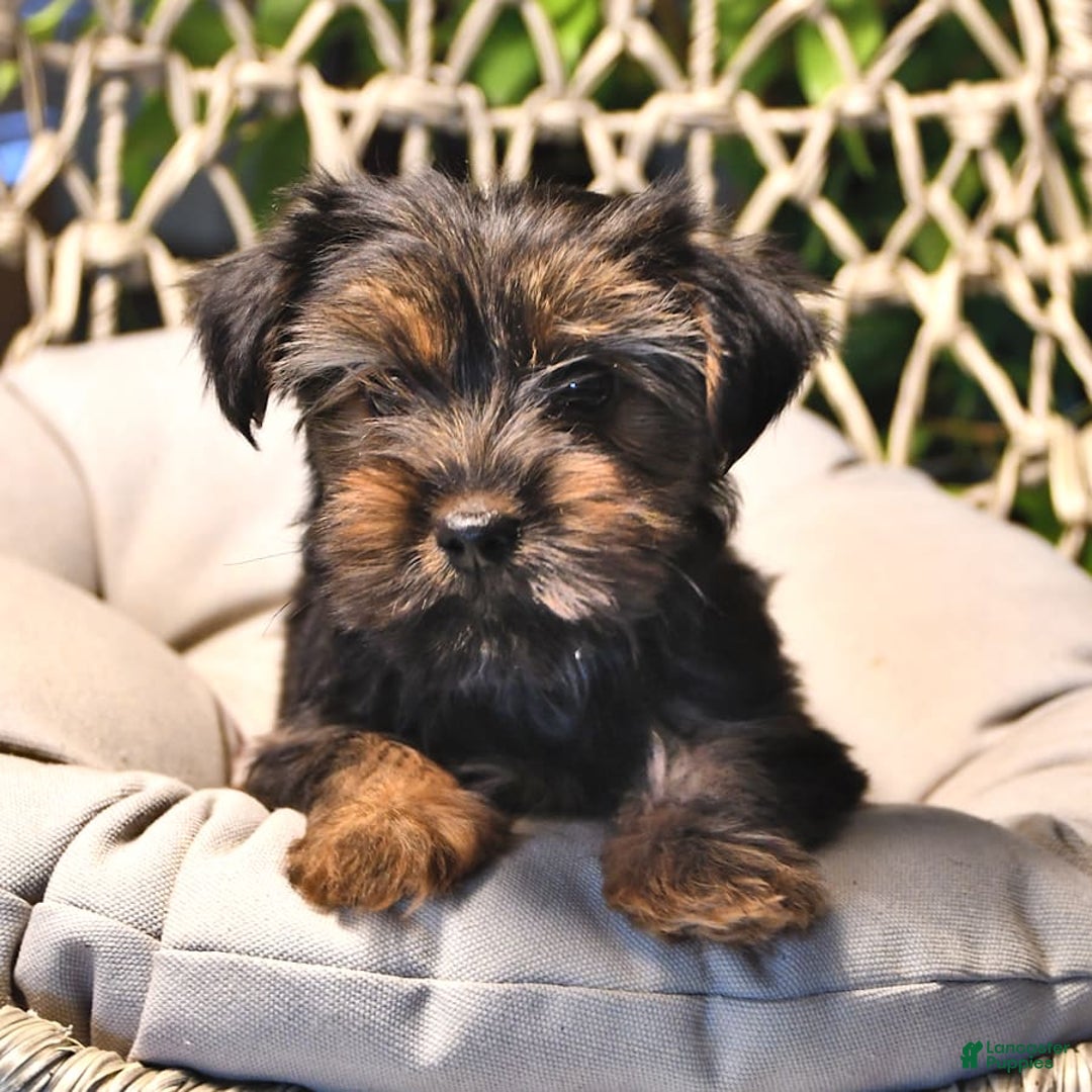 Yorkshire Terrier dogs for sale: River - Image 15