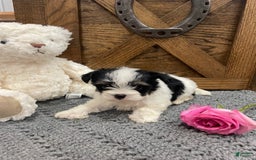 Morkie dogs for sale: Pink - Image 1