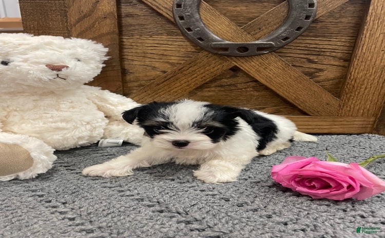 Morkie dogs for sale - Ad 3