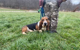 Basset Hound dogs for sale: Jasper - Image 12