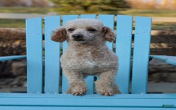 Cavapoo dogs for sale: Abby - Image 8