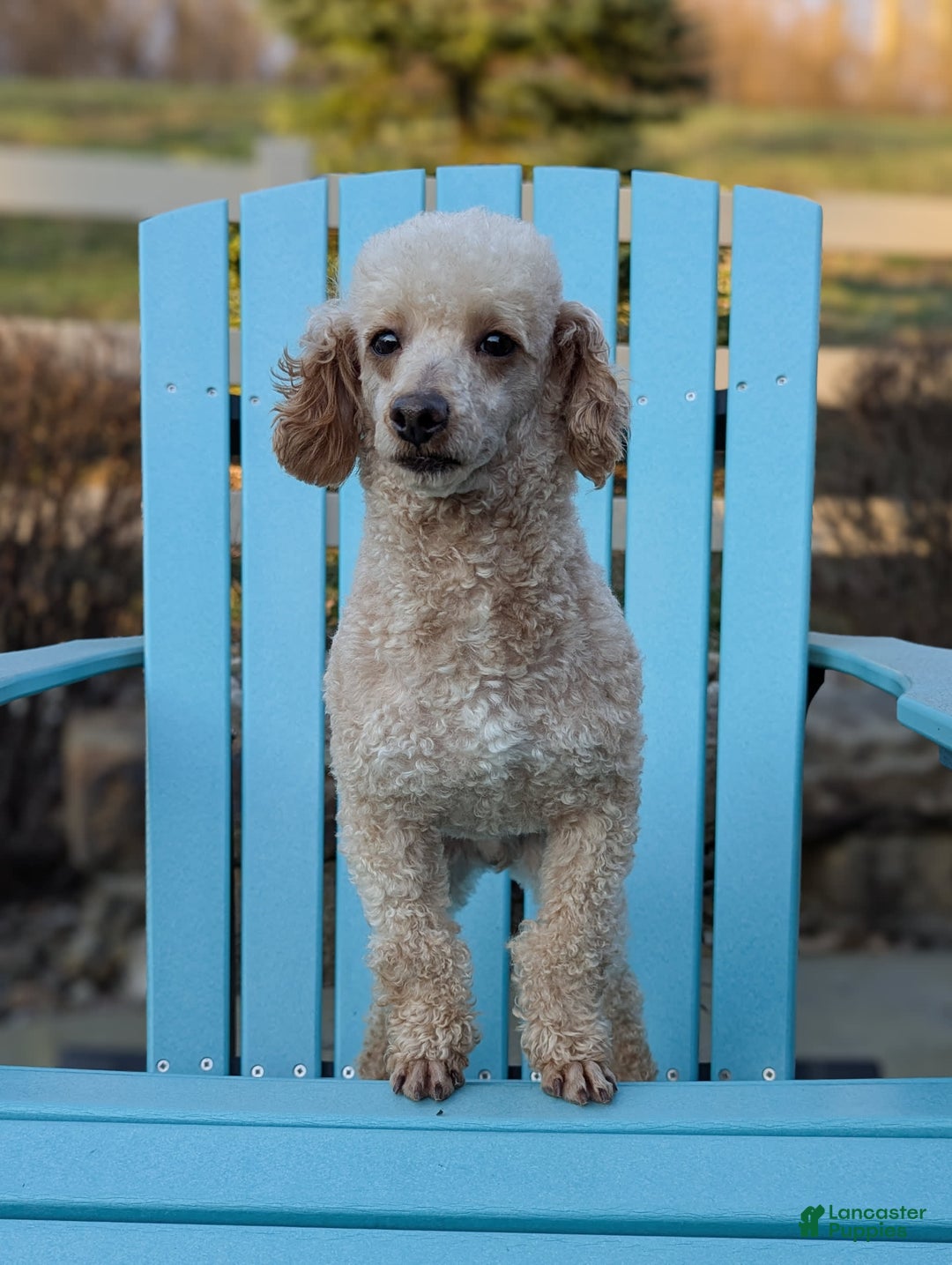 Cavapoo dogs for sale: Abby - Image 8