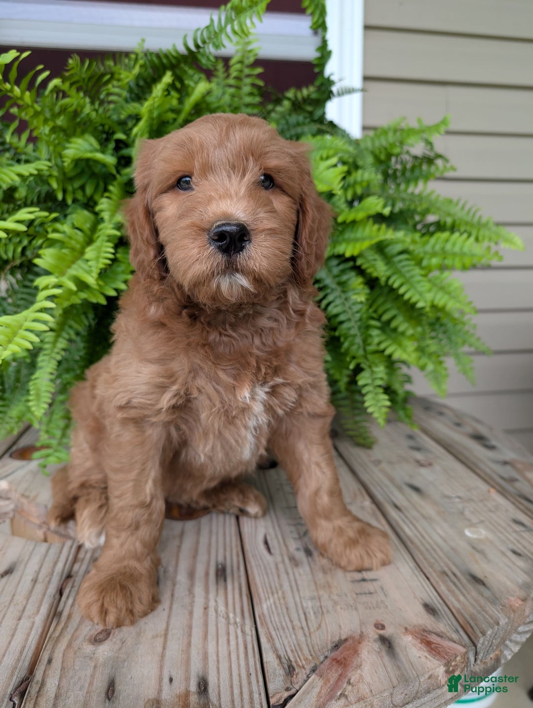 Goldendoodle dogs for sale: Cash - Image 15