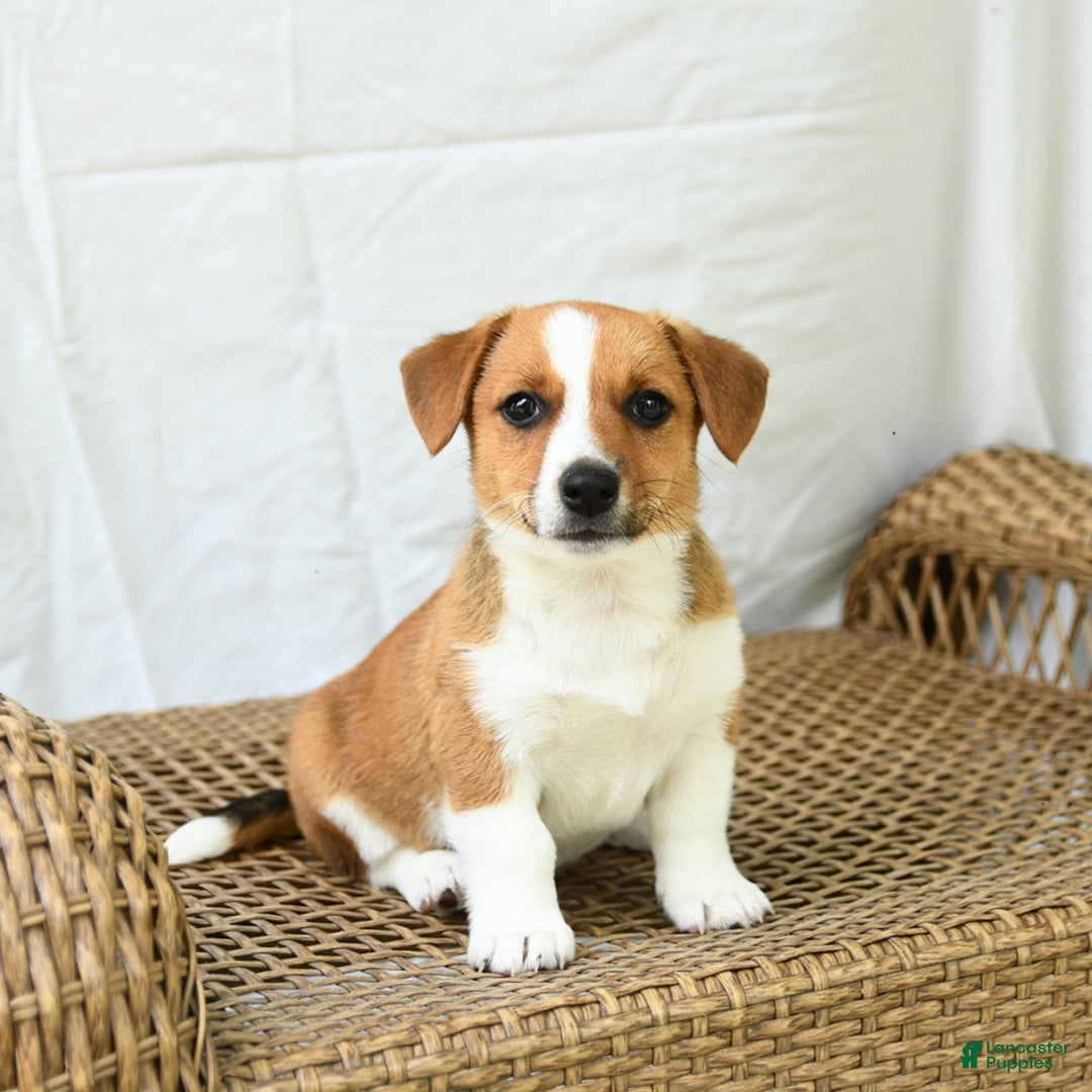 Jack Russell Terrier dogs for sale: Violet - Image 2