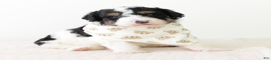 Graham-medium